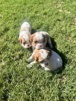 Twyla , a female Cavapoo and Cavalier King Charles Spaniel for sale in Edmond, OK – 7 of 9