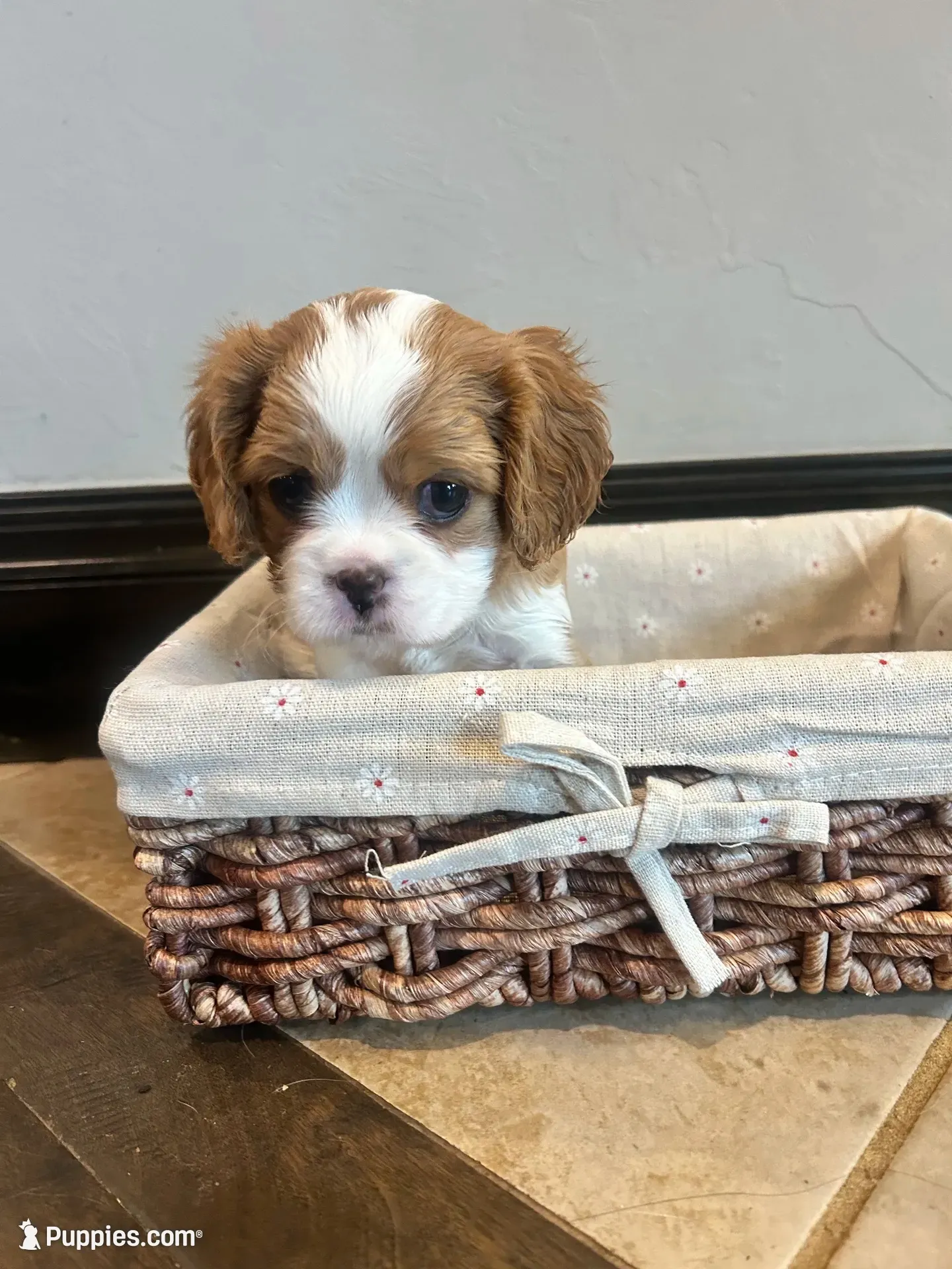 Twyla , a female Cavapoo and Cavalier King Charles Spaniel for sale in Edmond, OK – 2 of 9