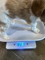 Twyla , a female Cavapoo and Cavalier King Charles Spaniel for sale in Edmond, OK – 6 of 9