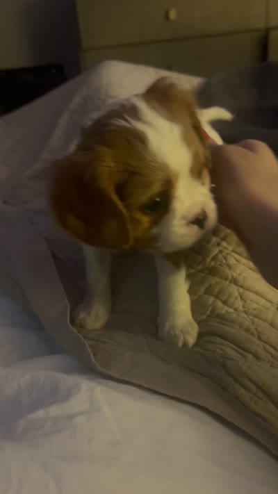 Twyla , a female Cavapoo and Cavalier King Charles Spaniel for sale in Edmond, OK – 9 of 9