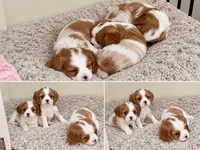 Twyla , a female Cavapoo and Cavalier King Charles Spaniel for sale in Edmond, OK – 8 of 9