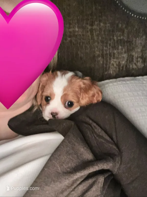 Twyla  – Cavapoo, Cavalier King Charles Spaniel puppy for sale in Edmond, OK