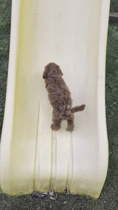 Brownie, a male Miniature Goldendoodle for sale in Hobart, IN – 5 of 5