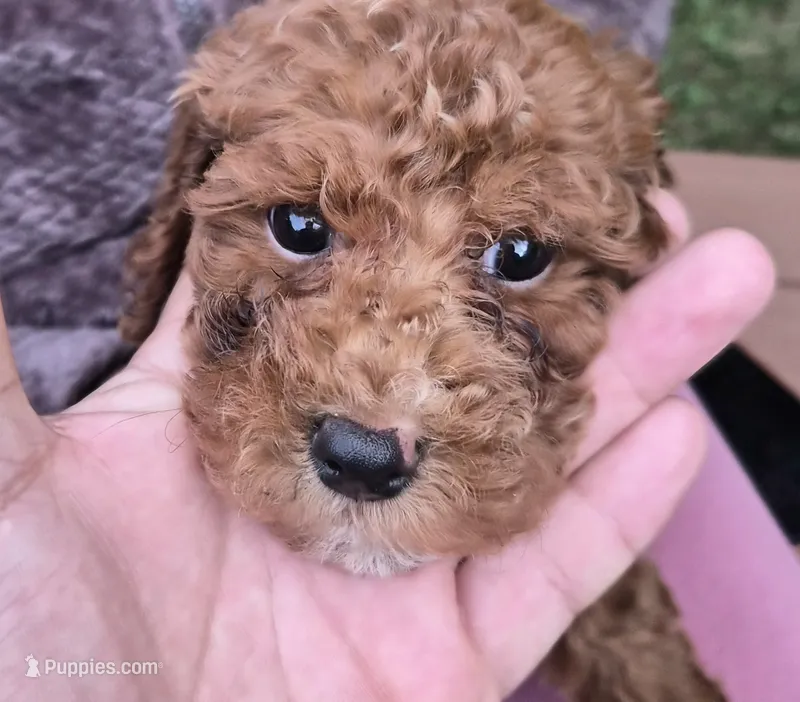 Brownie – Miniature Goldendoodle puppy for sale in Hobart, IN