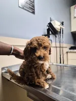 Brownie, a male Miniature Goldendoodle for sale in Hobart, IN – 2 of 5