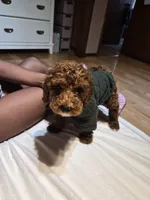 Brownie, a male Miniature Goldendoodle for sale in Hobart, IN – 3 of 5