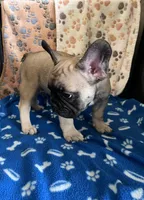 Kenzo, a male French Bulldog for sale in Brooklyn, NY – 5 of 6