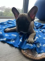 Kenzo, a male French Bulldog for sale in Brooklyn, NY – 3 of 6