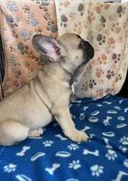 Kenzo, a male French Bulldog for sale in Brooklyn, NY – 2 of 6