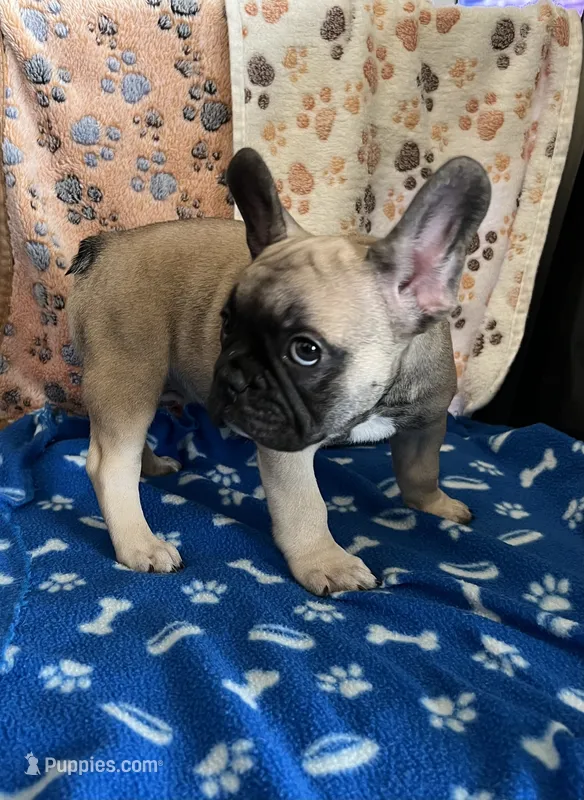 Kenzo – French Bulldog puppy for sale in Brooklyn, NY