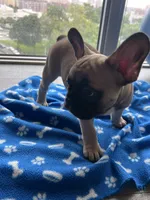 Kenzo, a male French Bulldog for sale in Brooklyn, NY – 6 of 6