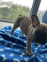 Kenzo, a male French Bulldog for sale in Brooklyn, NY – 4 of 6