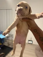 Kam, a female American Bully and American Pit Bull Terrier for sale in Mesquite, TX – 1 of 1