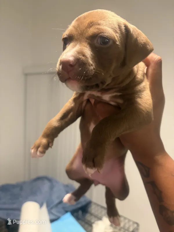Sky – American Bully, American Pit Bull Terrier puppy for sale in Mesquite, TX