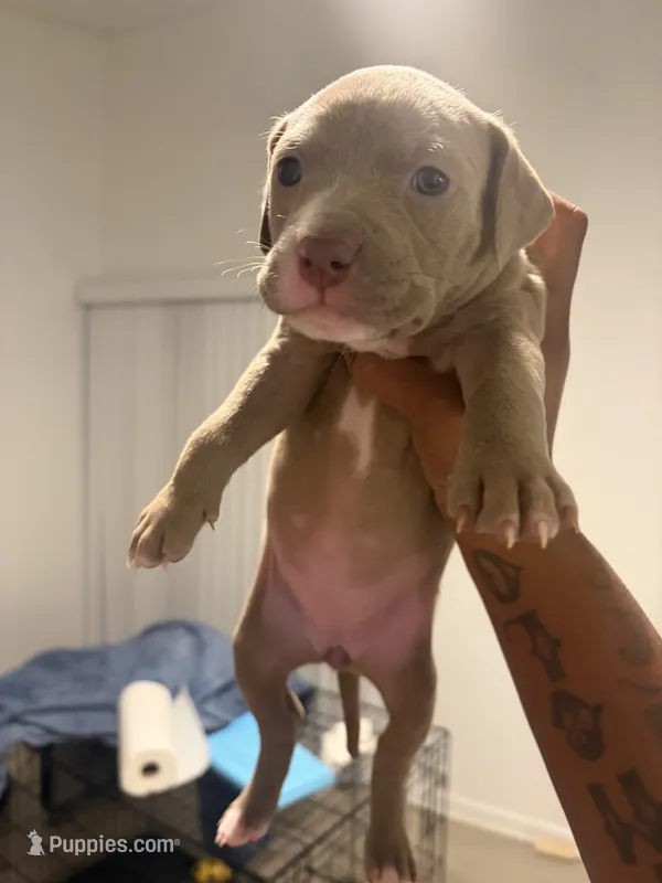 Kia – American Bully, American Pit Bull Terrier puppy for sale in Mesquite, TX