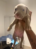Kia, a female American Bully and American Pit Bull Terrier for sale in Mesquite, TX – 1 of 2