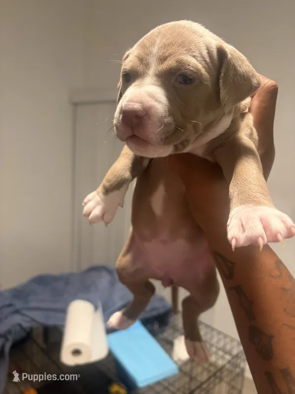 Zoe – American Bully, American Pit Bull Terrier puppy for sale in Mesquite, TX