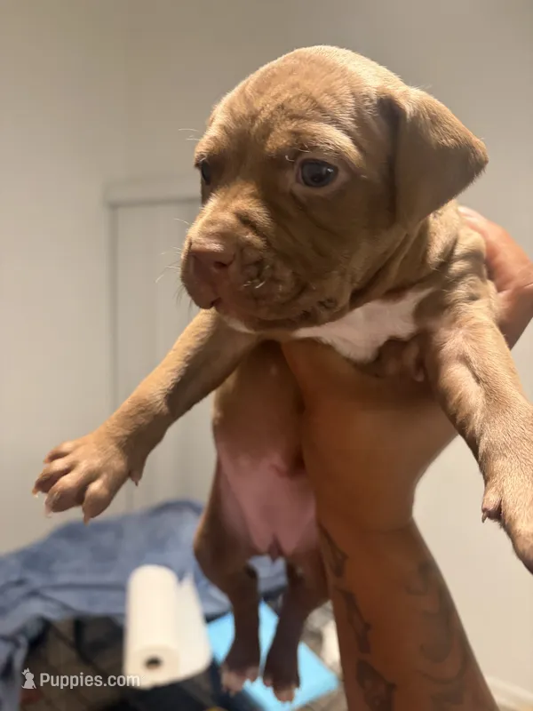 Vibe – American Bully, American Pit Bull Terrier puppy for sale in Mesquite, TX