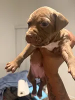 Vibe, a female American Bully and American Pit Bull Terrier for sale in Mesquite, TX – 1 of 1