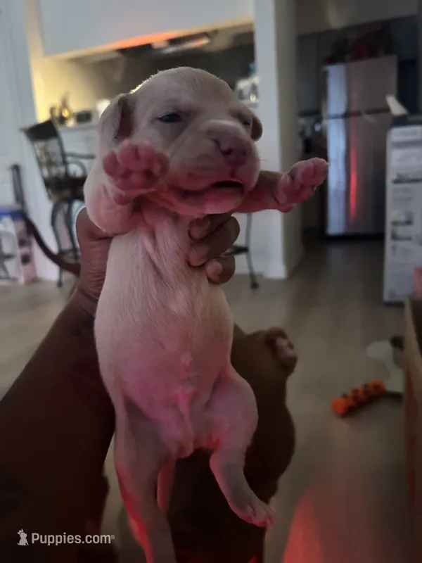 Ziggy  – American Bully, American Pit Bull Terrier puppy for sale in Mesquite, TX