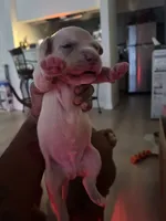Ziggy , a male American Bully and American Pit Bull Terrier for sale in Mesquite, TX – 1 of 1
