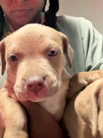 Zyan , a male American Bully and American Pit Bull Terrier for sale in Mesquite, TX – 1 of 1