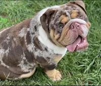 Camille , a female English Bulldog for sale in Rusk, TX – 5 of 5