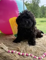 Belle, a female Shihpoo for sale in Rusk, TX – 1 of 1
