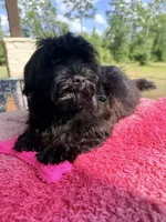 Lainey, a female Shihpoo for sale in Rusk, TX – 2 of 3