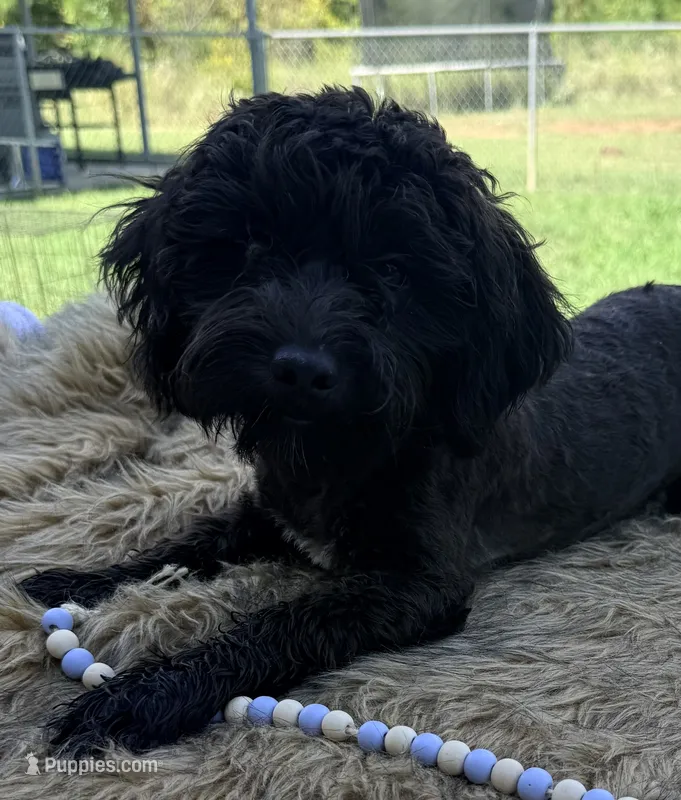 Maverick  – Shihpoo puppy for sale in Rusk, TX