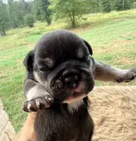 Leo, a male English Bulldog for sale in Rusk, TX – 3 of 5