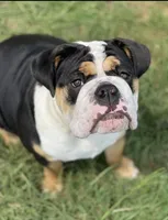 Leo, a male English Bulldog for sale in Rusk, TX – 5 of 5
