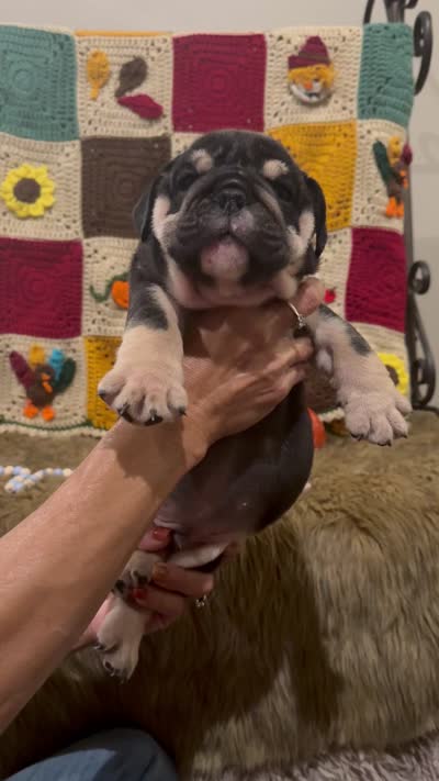 Leo, a male English Bulldog for sale in Rusk, TX – 7 of 7