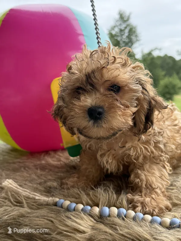 Doc – Shihpoo puppy for sale in Rusk, TX