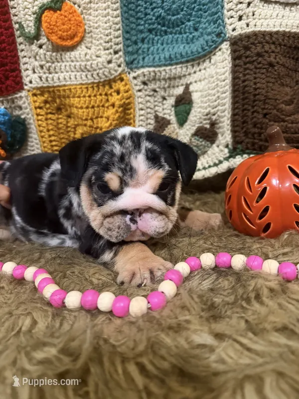 Camille  – English Bulldog puppy for sale in Rusk, TX