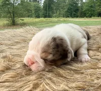 Sable , a female English Bulldog for sale in Rusk, TX – 2 of 5