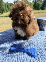 Zane, a male Shihpoo for sale in Rusk, TX – 3 of 3