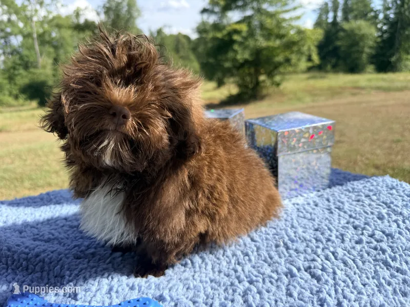 Zane – Shihpoo puppy for sale in Rusk, TX