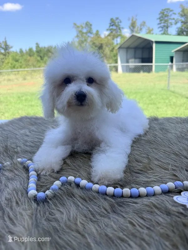 Monty – Poochon puppy for sale in Rusk, TX