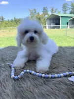 Monty, a male Poochon for sale in Rusk, TX – 1 of 4
