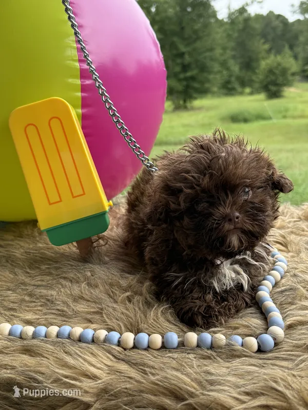 Zane – Shihpoo puppy for sale in Rusk, TX