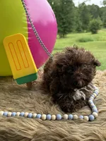 Zane, a male Shihpoo for sale in Rusk, TX – 1 of 1