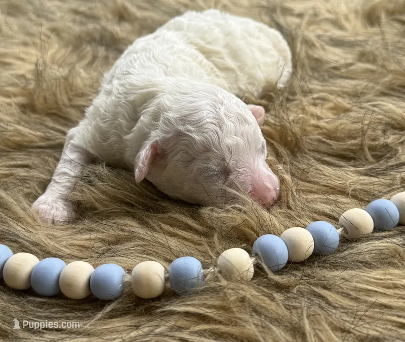 Blanco – Poochon puppy for sale in Rusk, TX