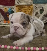 Sable , a female English Bulldog for sale in Rusk, TX – 1 of 7