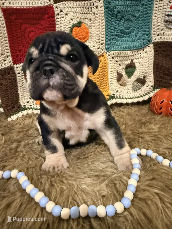 Leo – English Bulldog puppy for sale in Rusk, TX