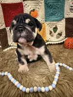 Leo, a male English Bulldog for sale in Rusk, TX – 1 of 7
