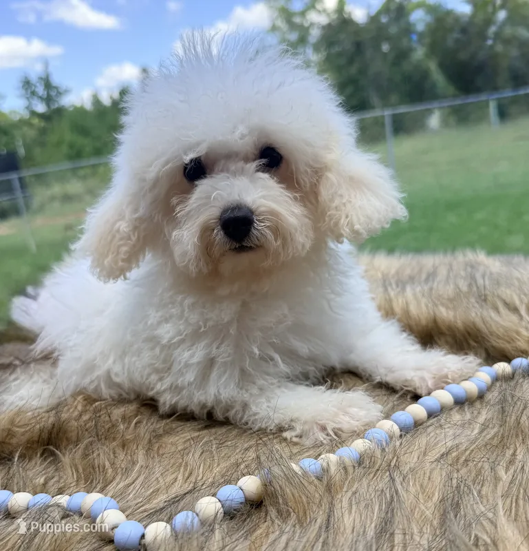 Snowflake  – Poochon puppy for sale in Rusk, TX