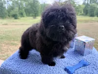 Maverick , a male Shihpoo for sale in Rusk, TX – 3 of 3