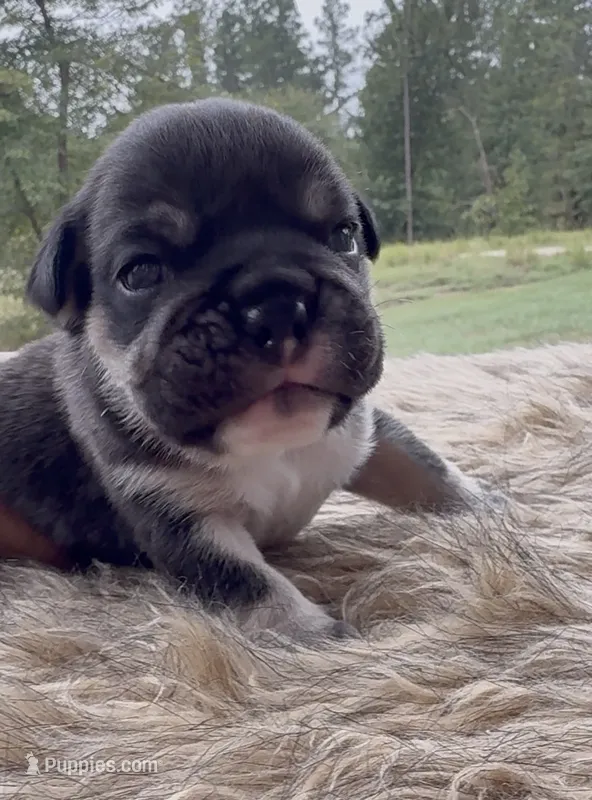 Leo – English Bulldog puppy for sale in Rusk, TX