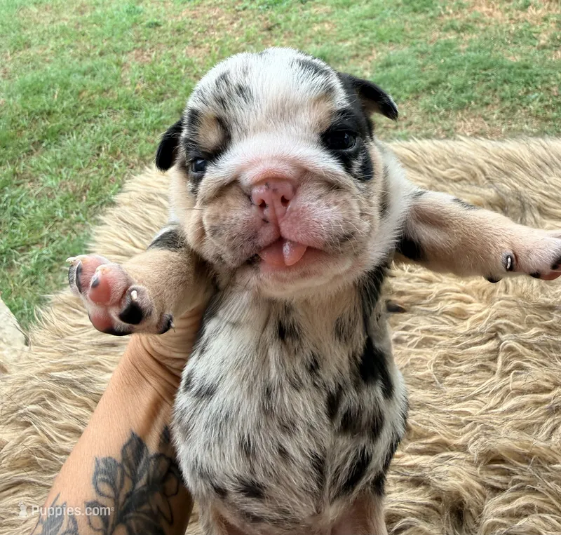 Camille  – English Bulldog puppy for sale in Rusk, TX